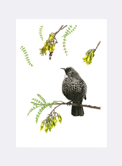 Tui on Kowhai - Giclée Print