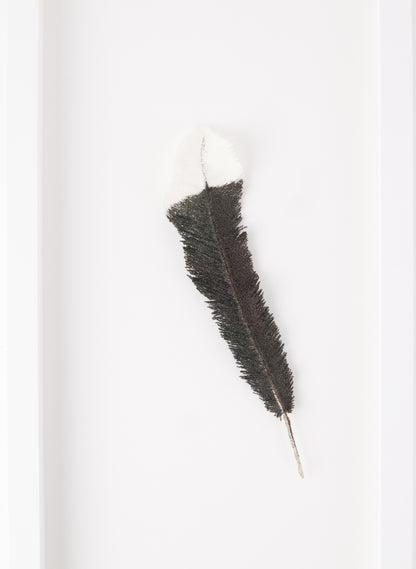 Huia Feather 