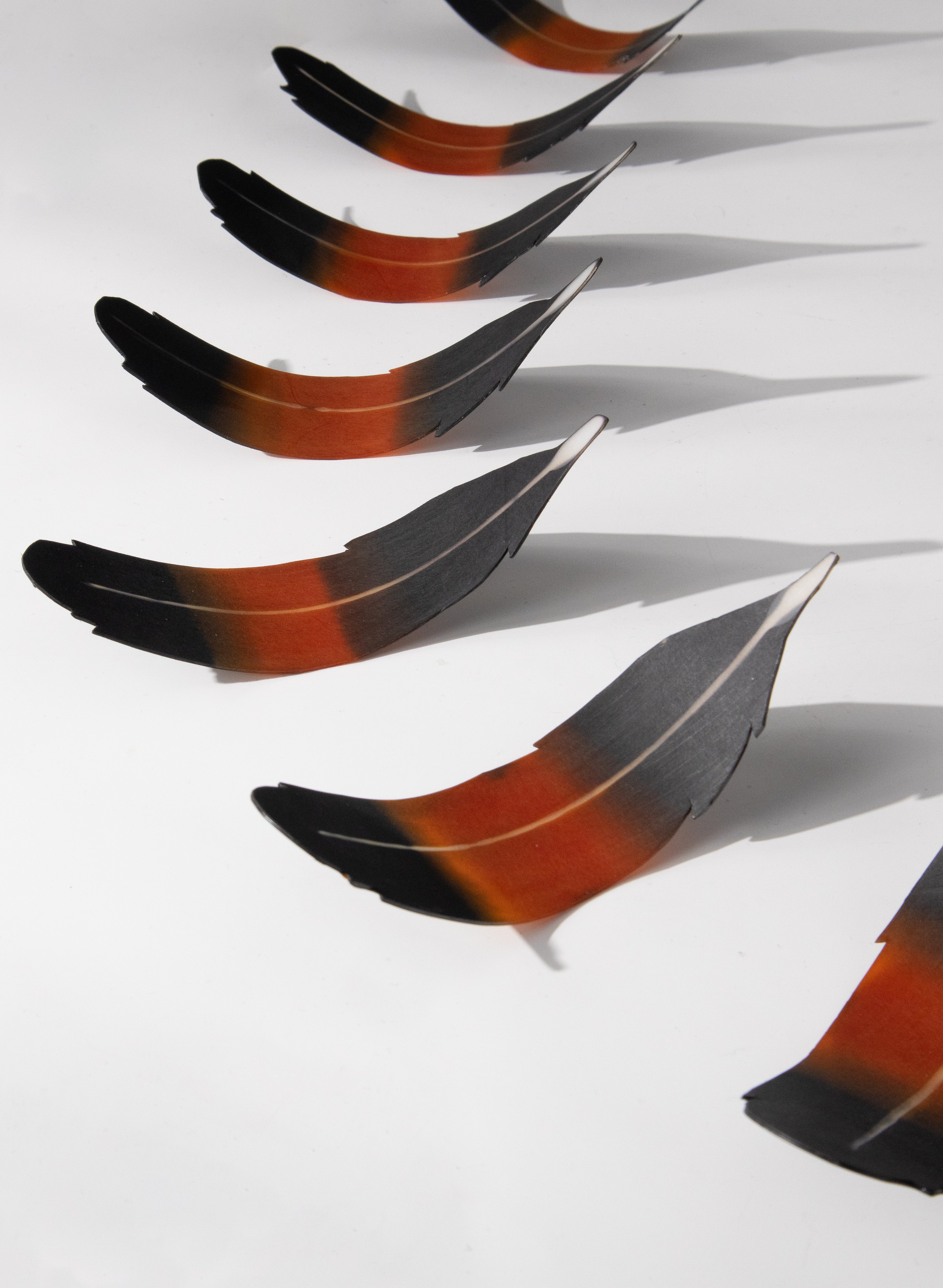 Saddleback Feathers