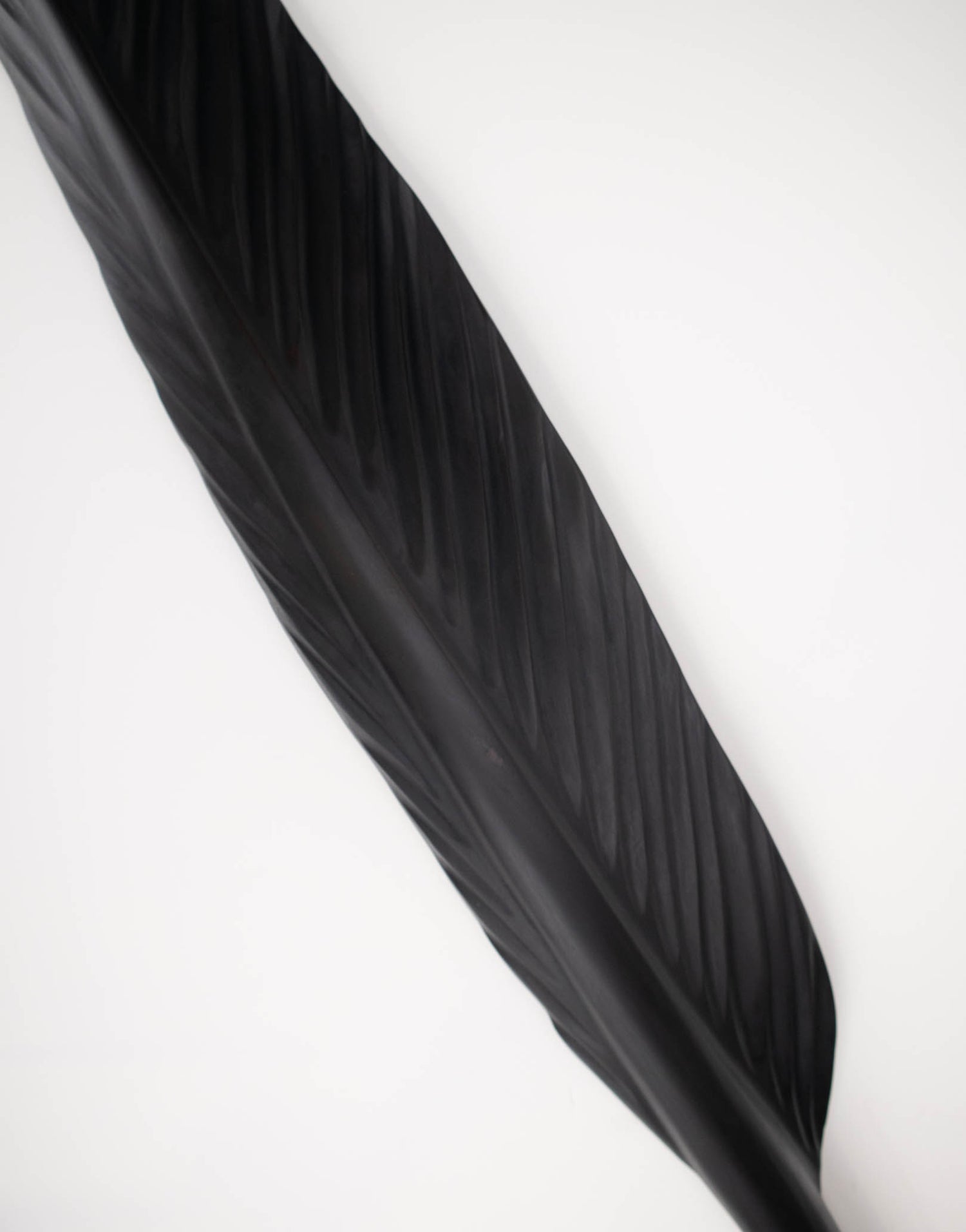 Tui Feather 1190mm - Black Swamp Kauri