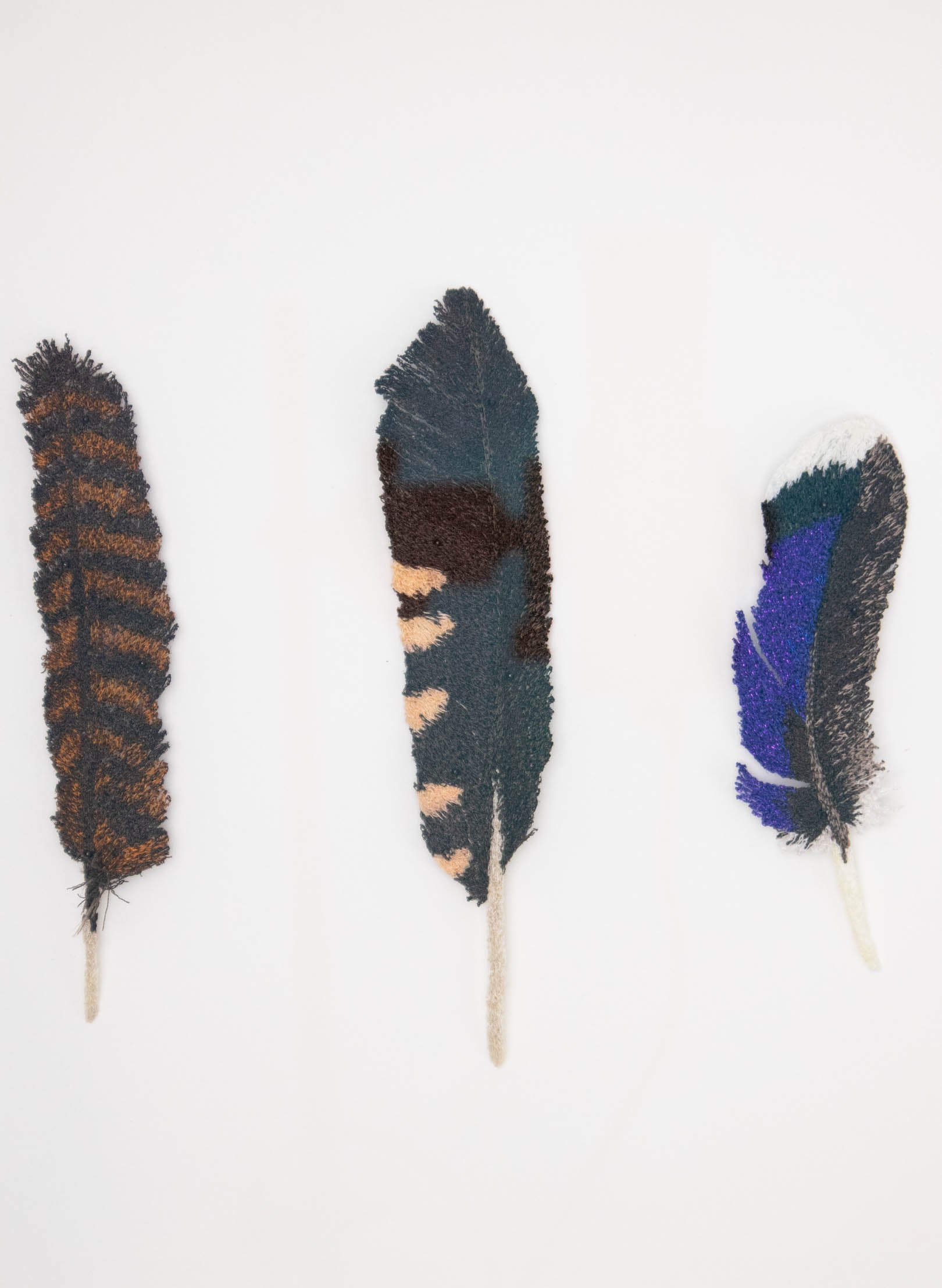 NZ Bird Feathers 