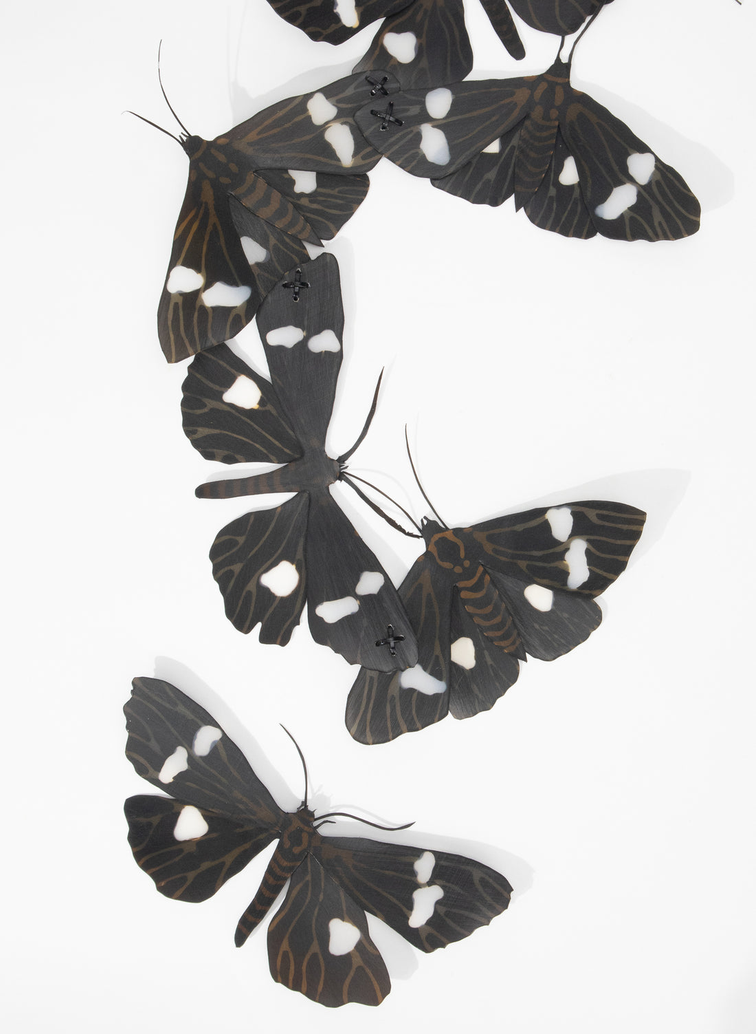 Magpie Moths (Black/White)