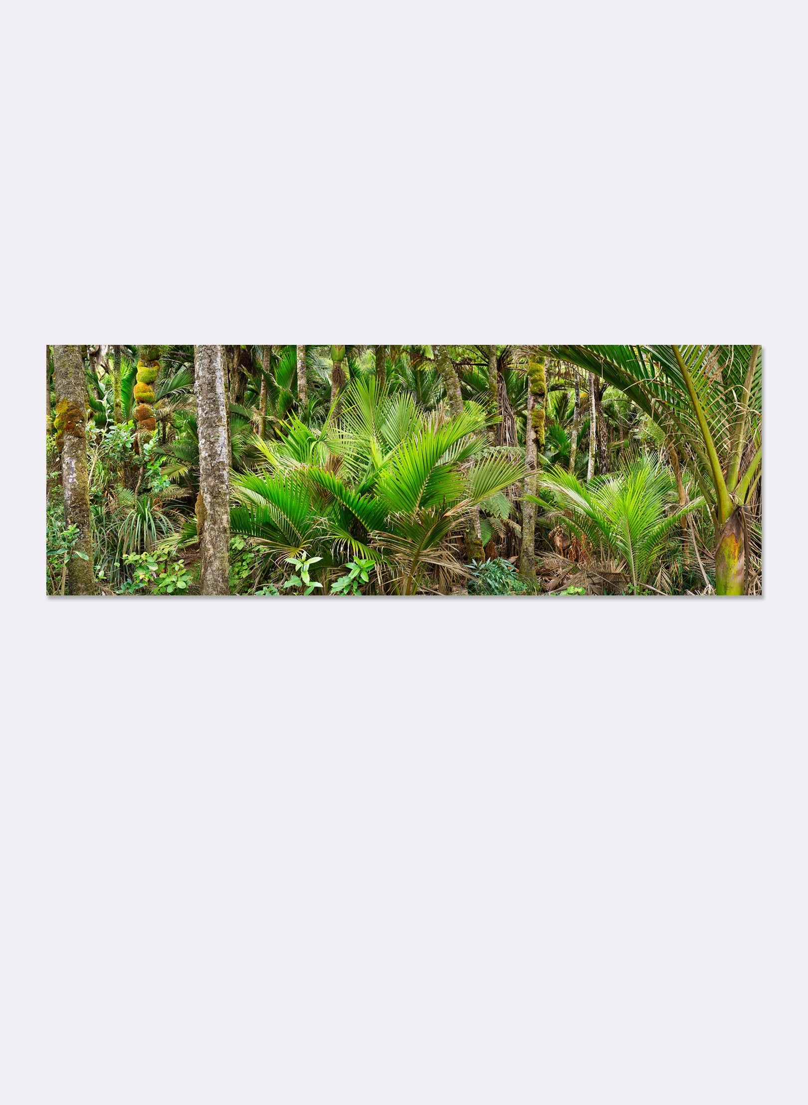 Nikau Central - Photographic Print