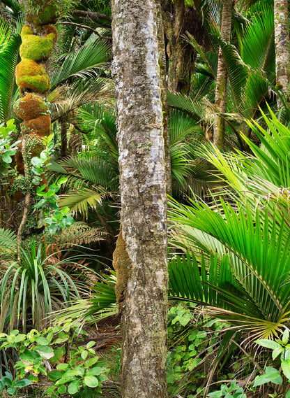 Nikau Central - Photographic Print