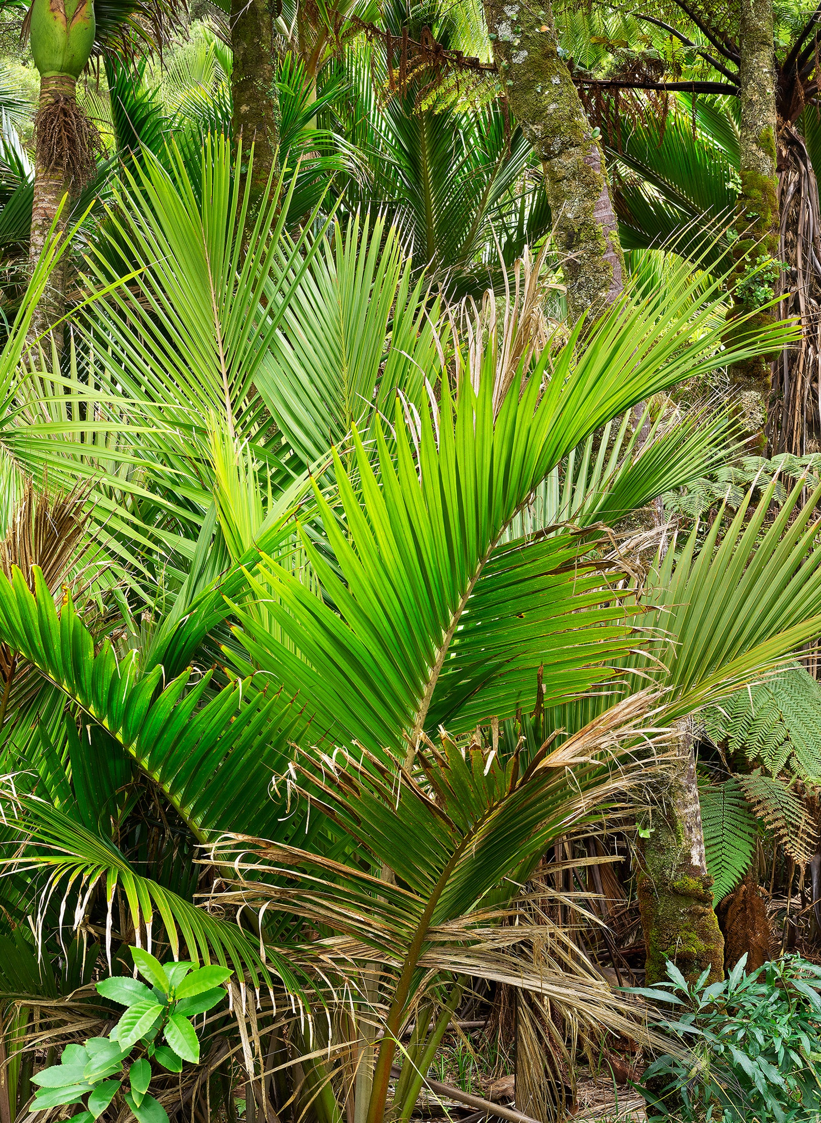 Nikau Central - Photographic Print