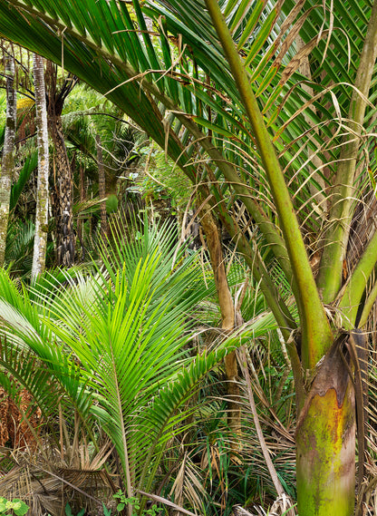 Nikau Central - Photographic Print