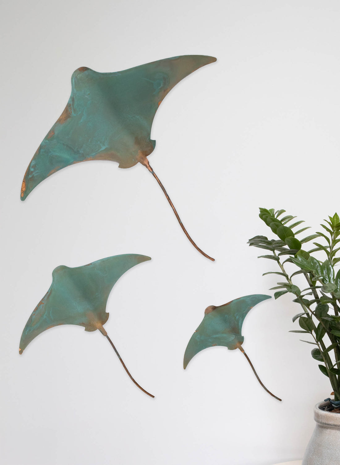 Stingray - Set of 3