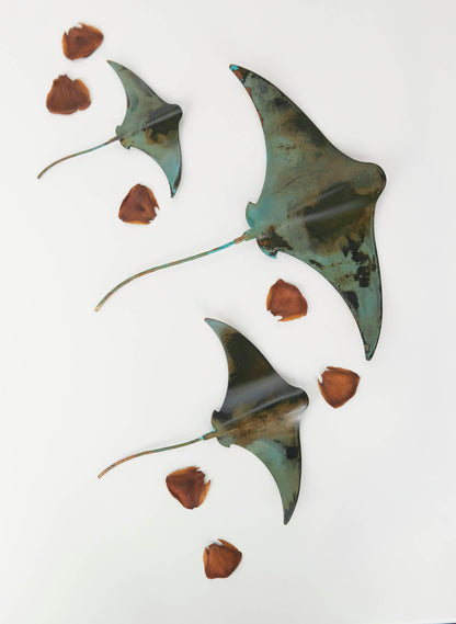 Stingray - Set of 3